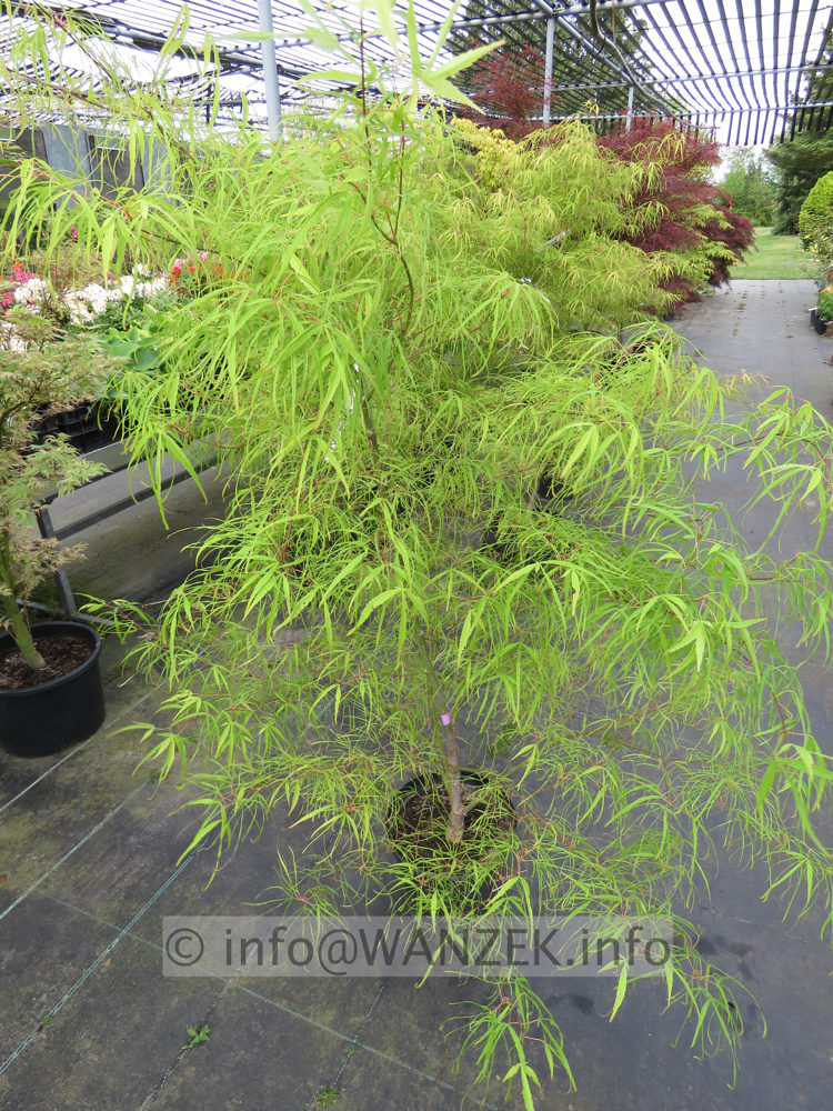 Acer palmatum Koto no ito - Austrieb01.JPG
